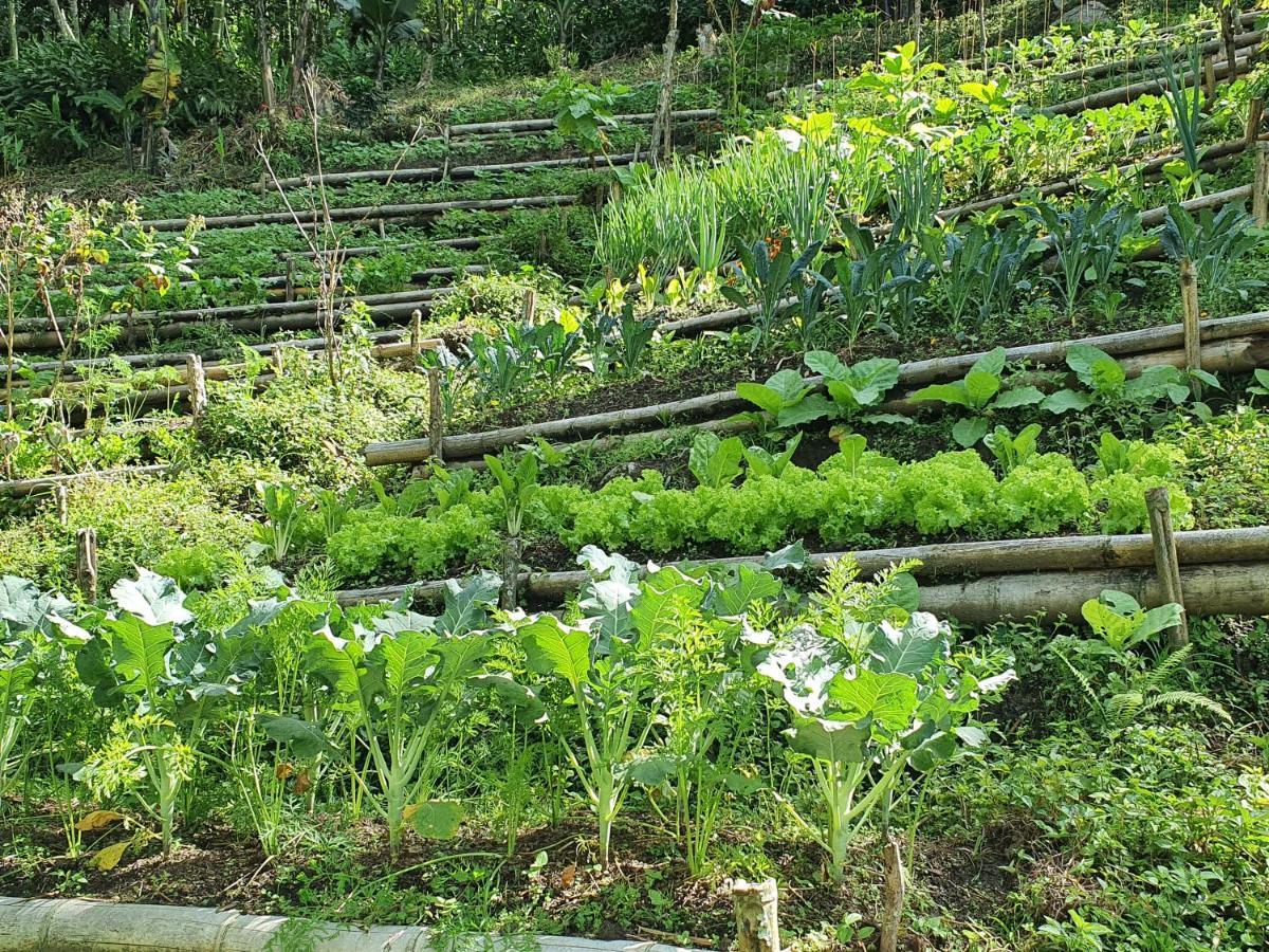 Ecofinca Fuente Alegre Cocorná Eksteriør billede